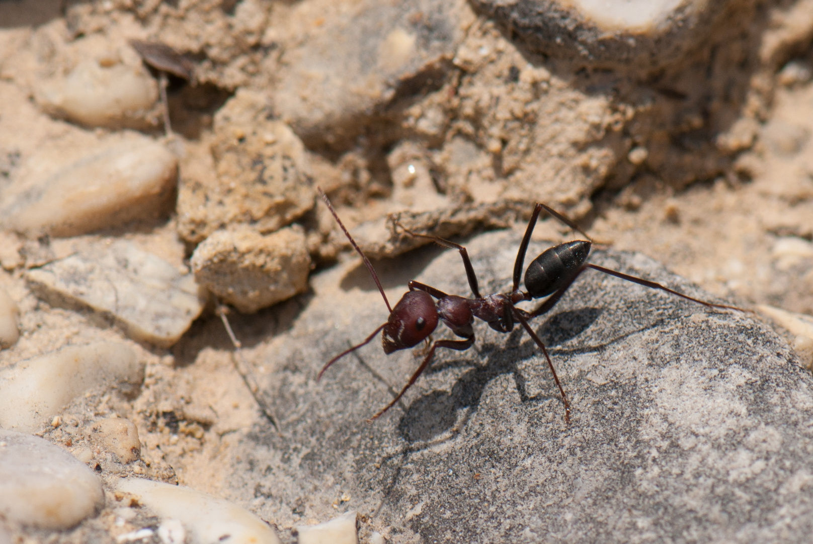 an ant standing on top of a large rock