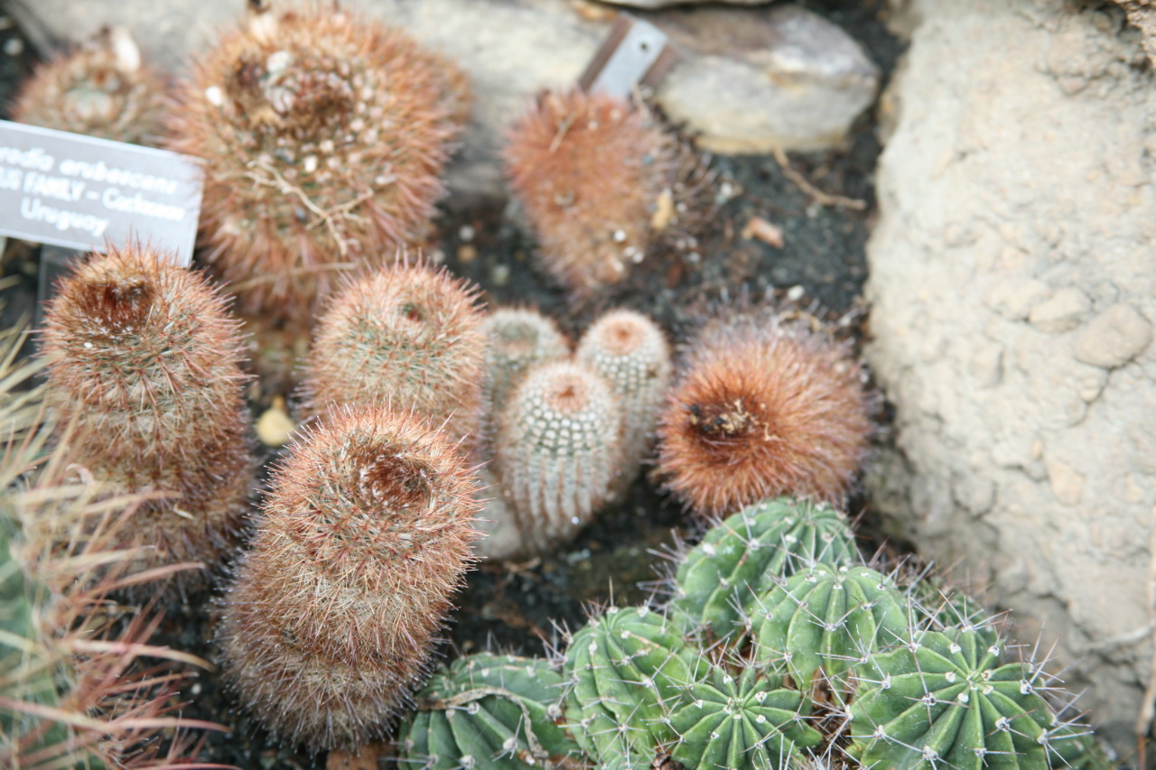 cactus plants in a display with a small tag on the top