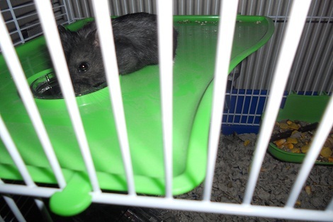 a hamster inside of an indoor cage on top of a mat