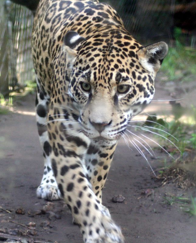 a jaguar walking on a dirt road by itself