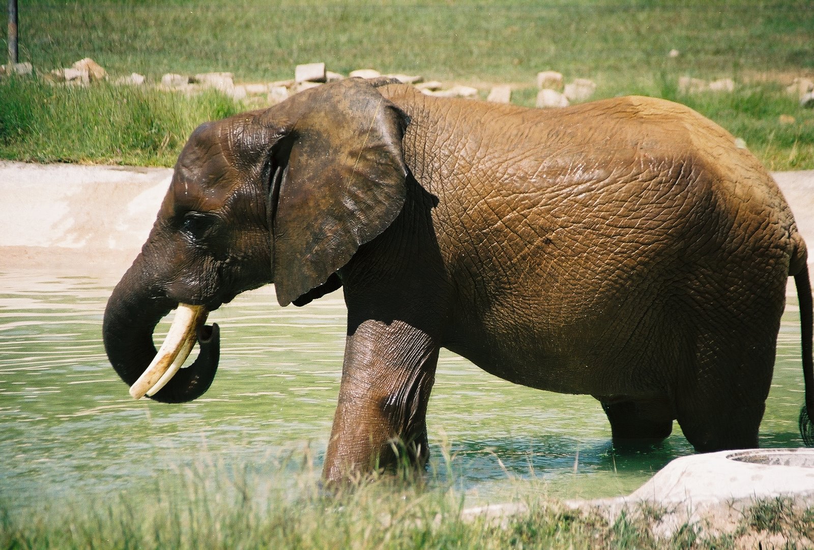 an elephant with a long tusk walks in some water