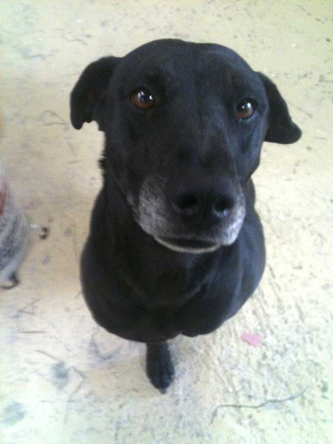 a black dog with big eyes looking up