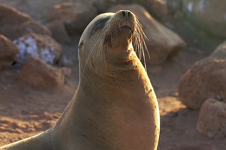 a sea lion sitting in some rocks outside