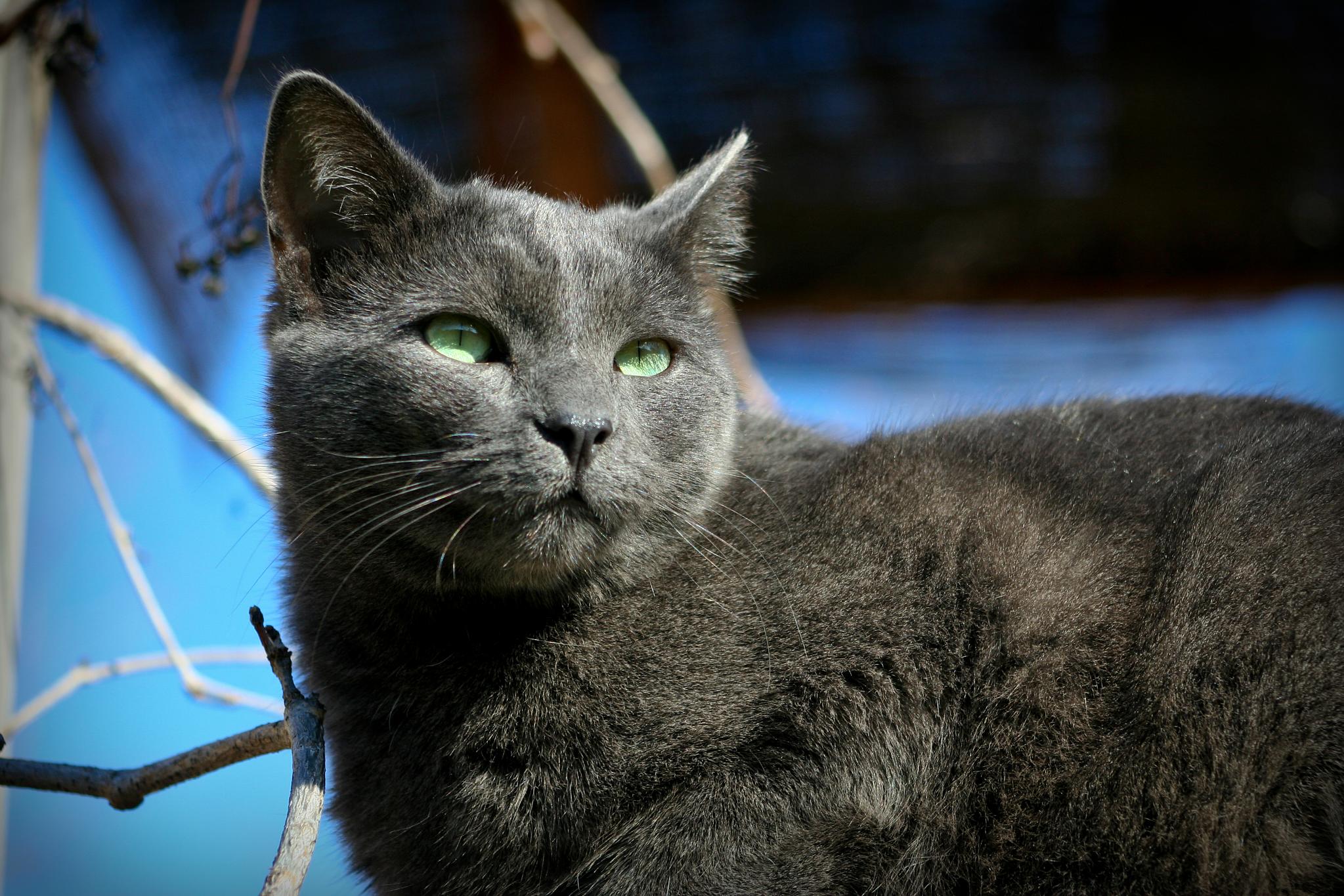 a gray cat with bright green eyes sitting on a tree nch