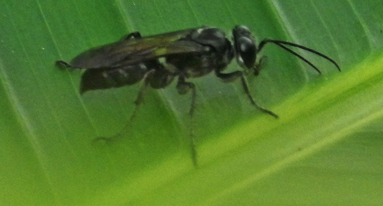 an insect standing on a large green leaf