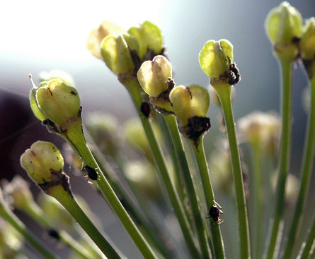 the nches of young flower buds and their clusters