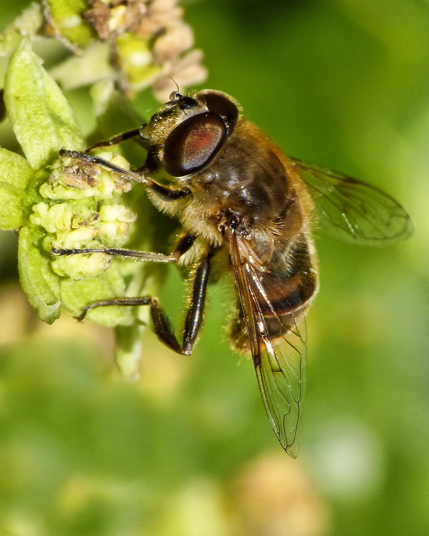a honey bee rests on a small green plant