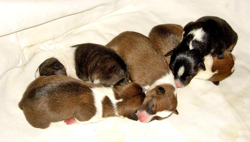 three brown and white puppies laying on top of each other