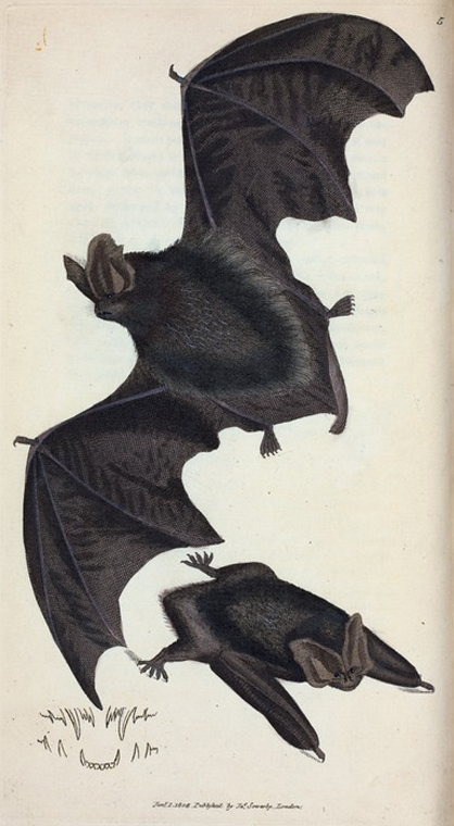 a drawing of two bats flying in the air