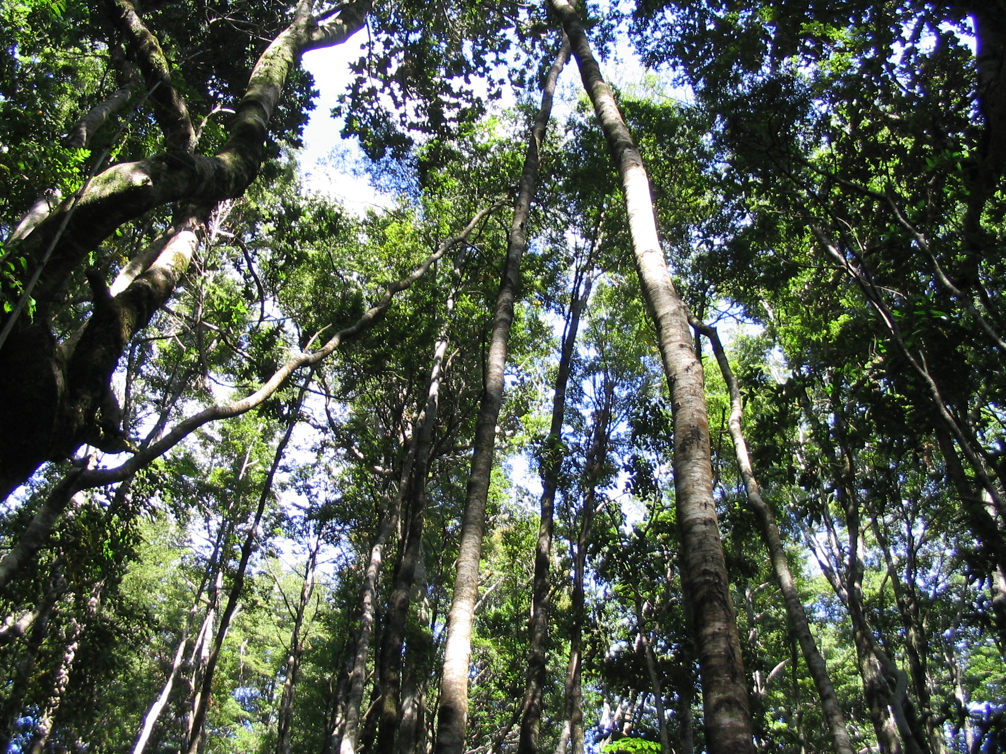 tall trees stand in the middle of the forest