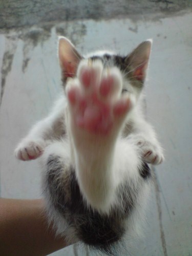 a cat paws its paw to the air