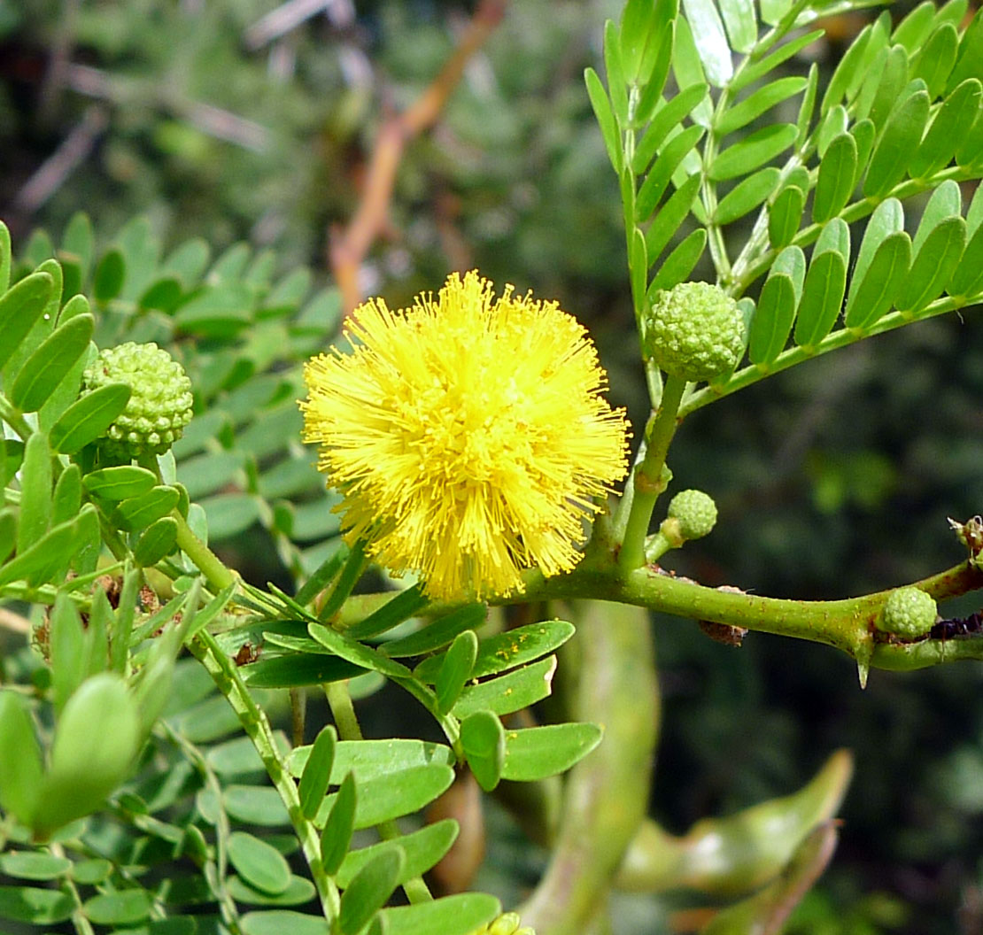 yellow flowers and leaves on a tree nch