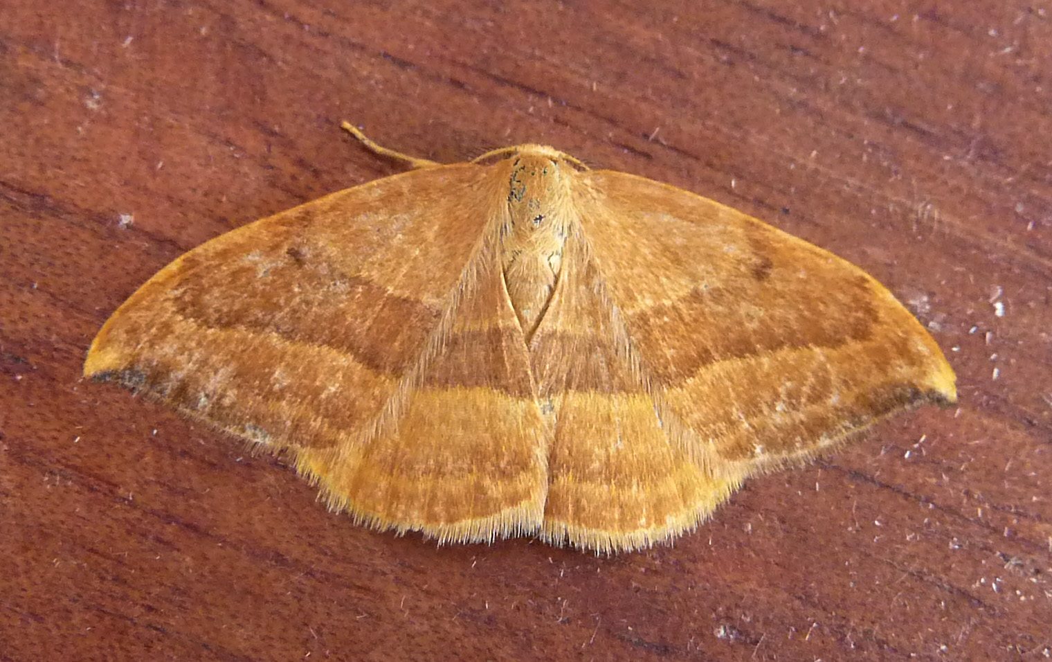 the brown moth is sitting on a wooden table