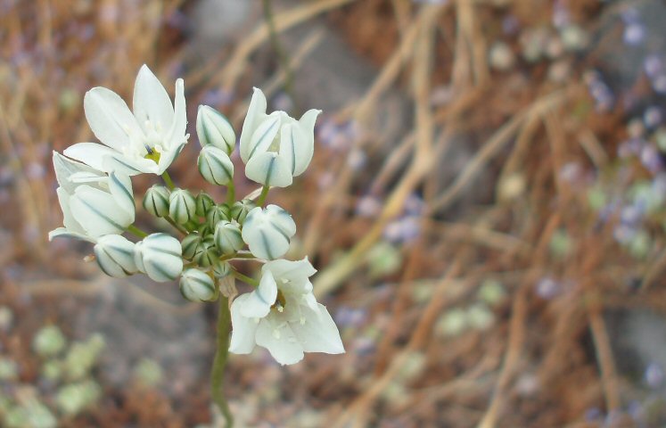 the small white flowers have short stems with tiny buds