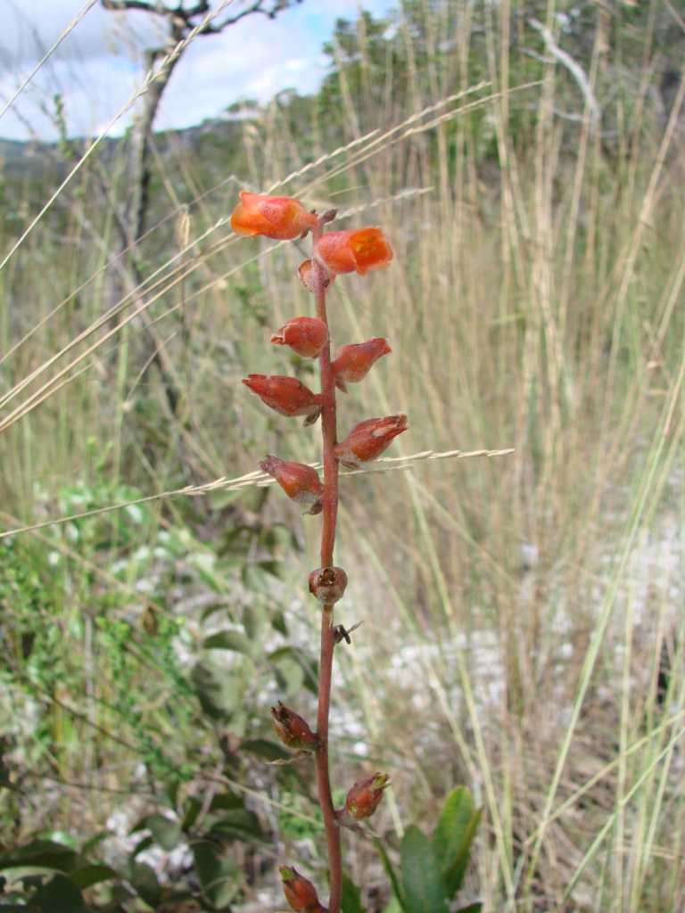 close up of a single red flower with other plants in the background