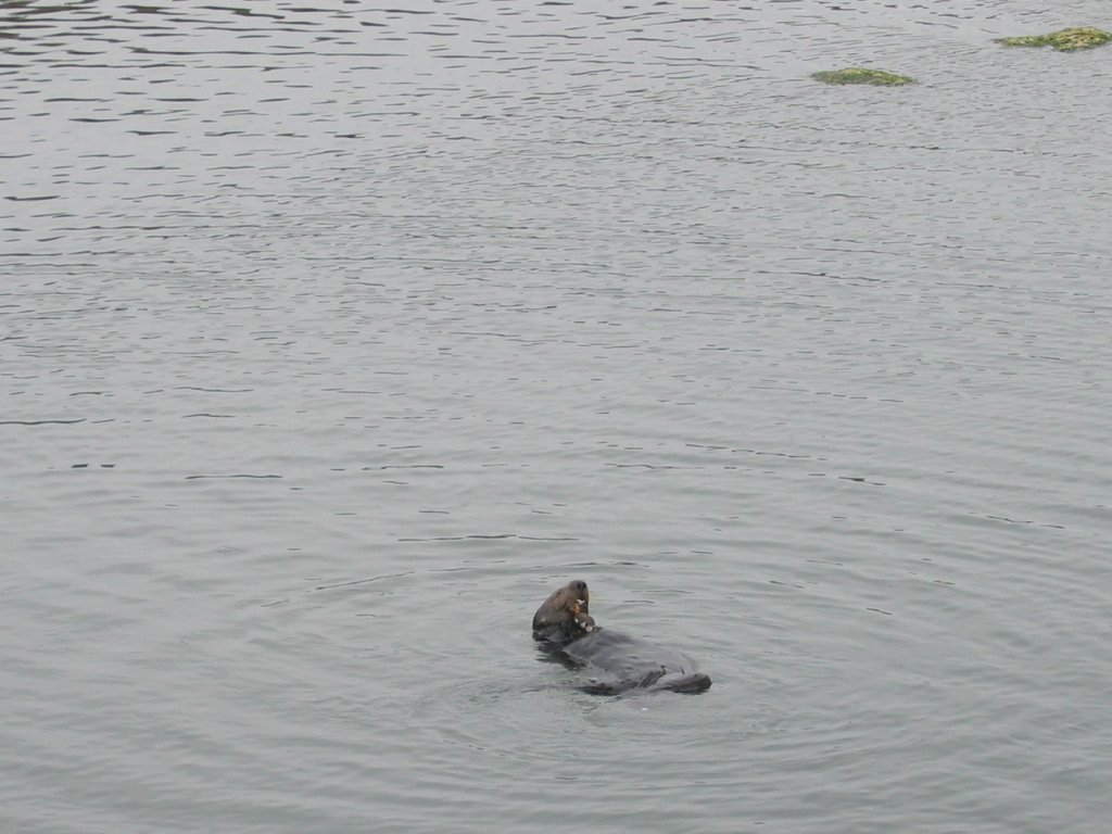 a seal swimming in the ocean with an open mouth