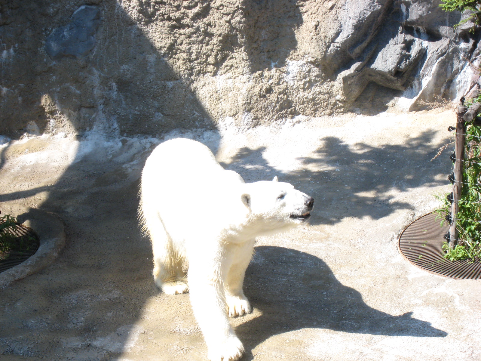 a polar bear looking into the camera in a zoo enclosure