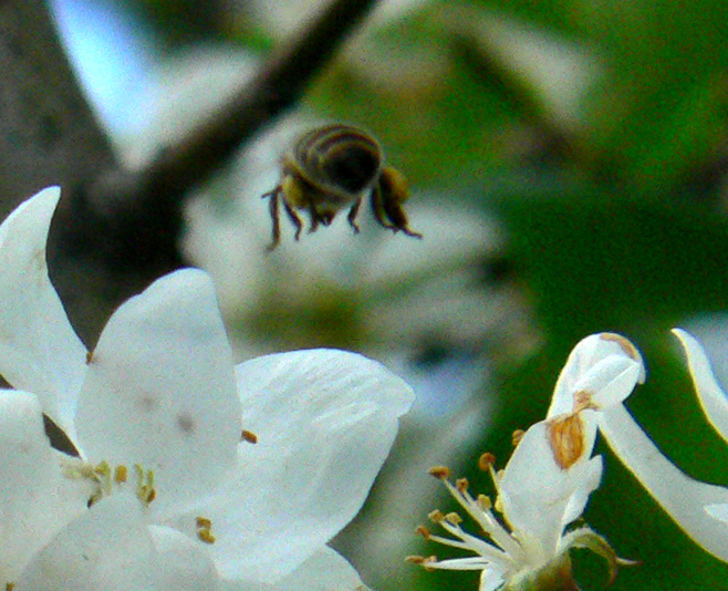 a white flower and bee flying above it
