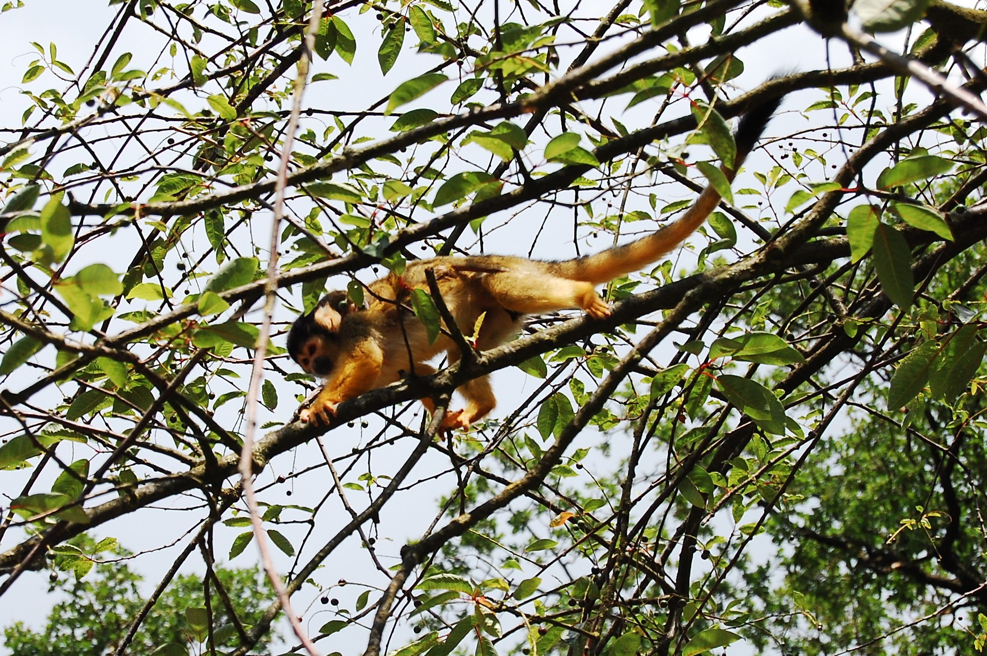 a monkey hanging upside down on a tree nch