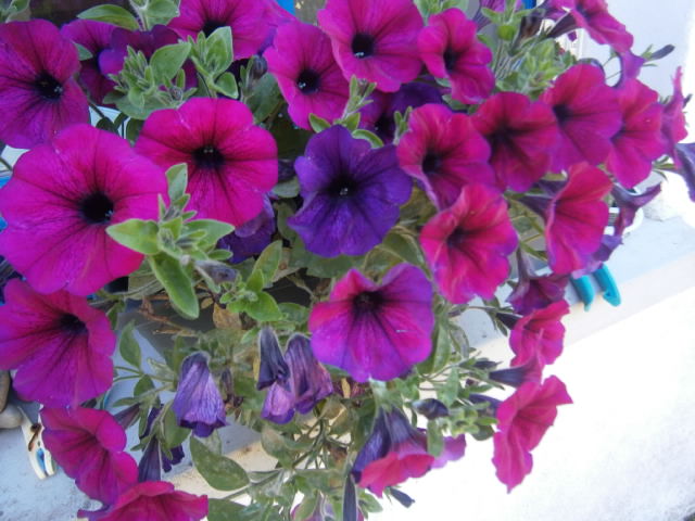 a close - up po of petunia plants with lots of purple and red flowers