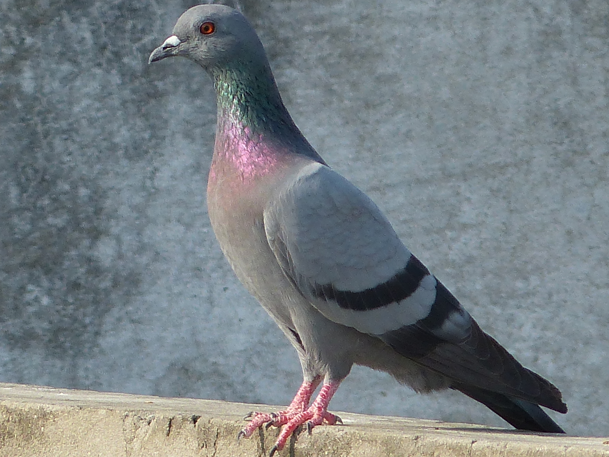 a pigeon is standing alone on the ledge