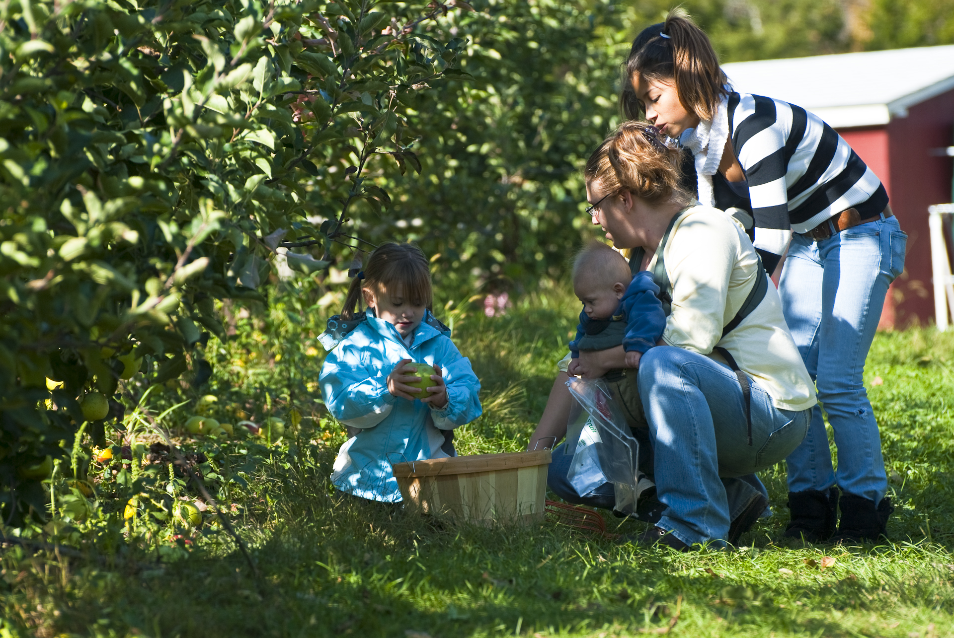 three children are picking and picking apples in an apple orchard