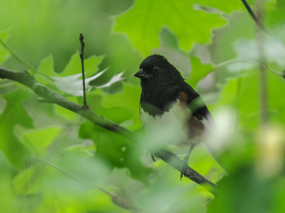 a little bird perched on a nch in a tree