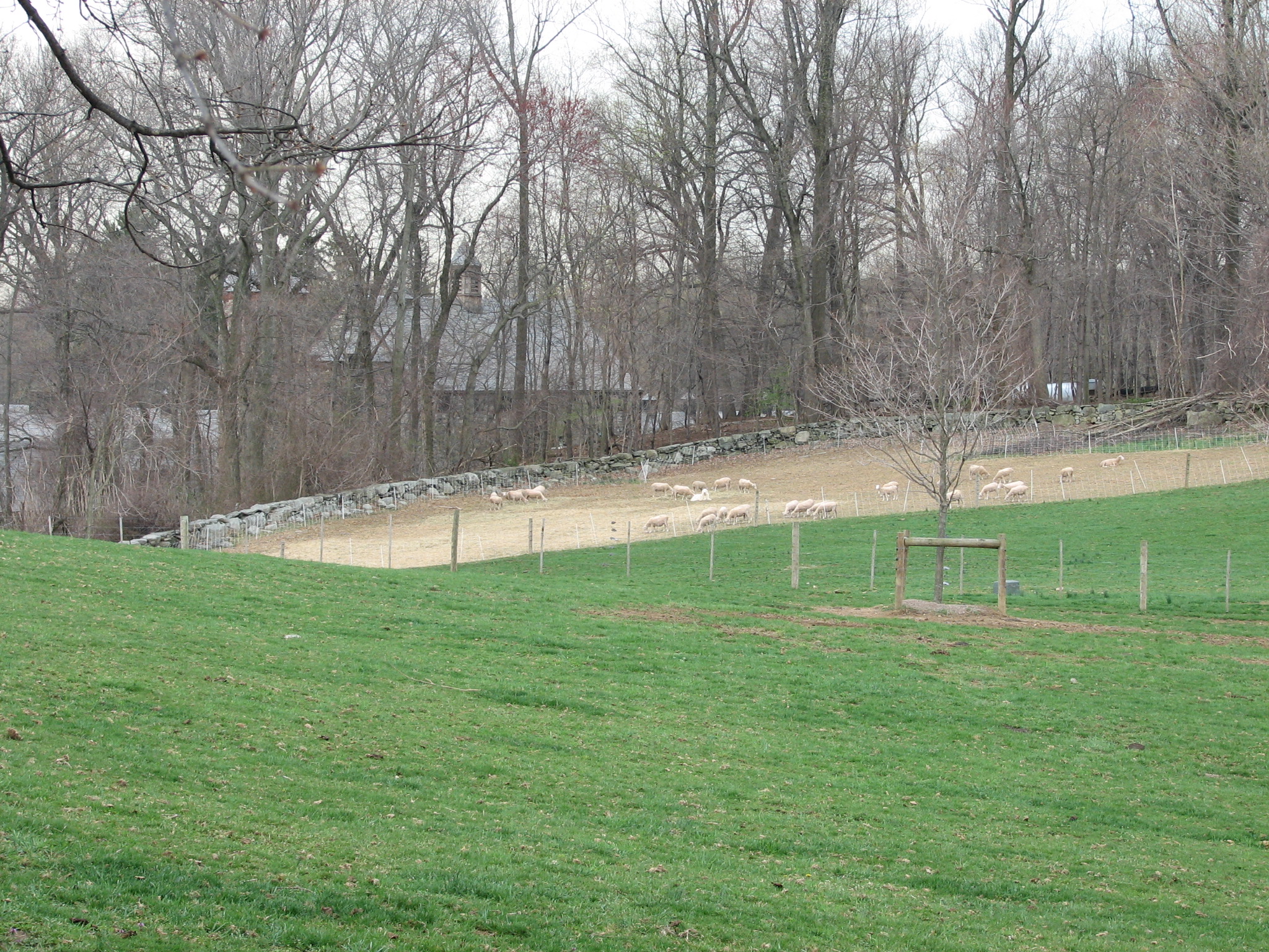 an image of a grassy hill with sheep