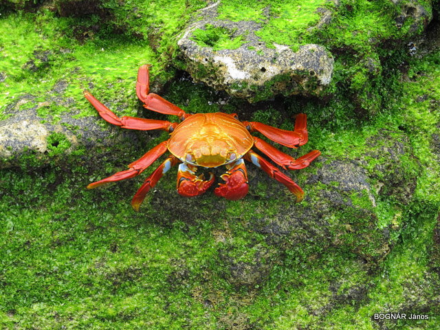 a large crab with two legs on grass