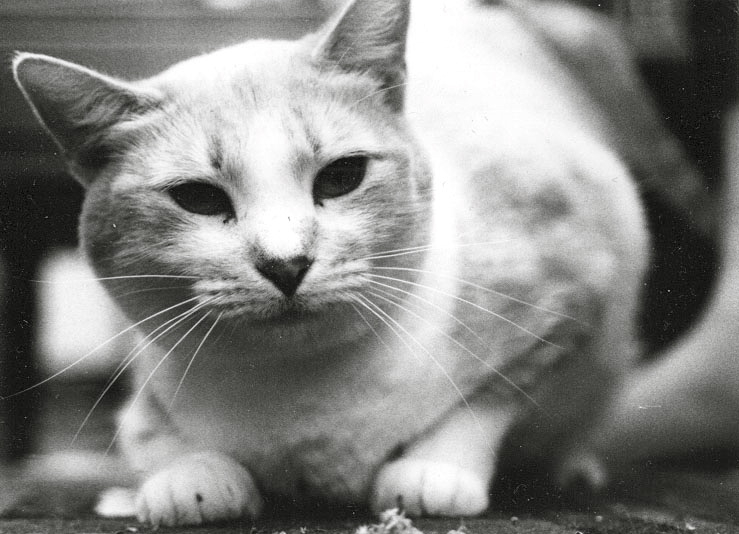 a black and white po of a cat