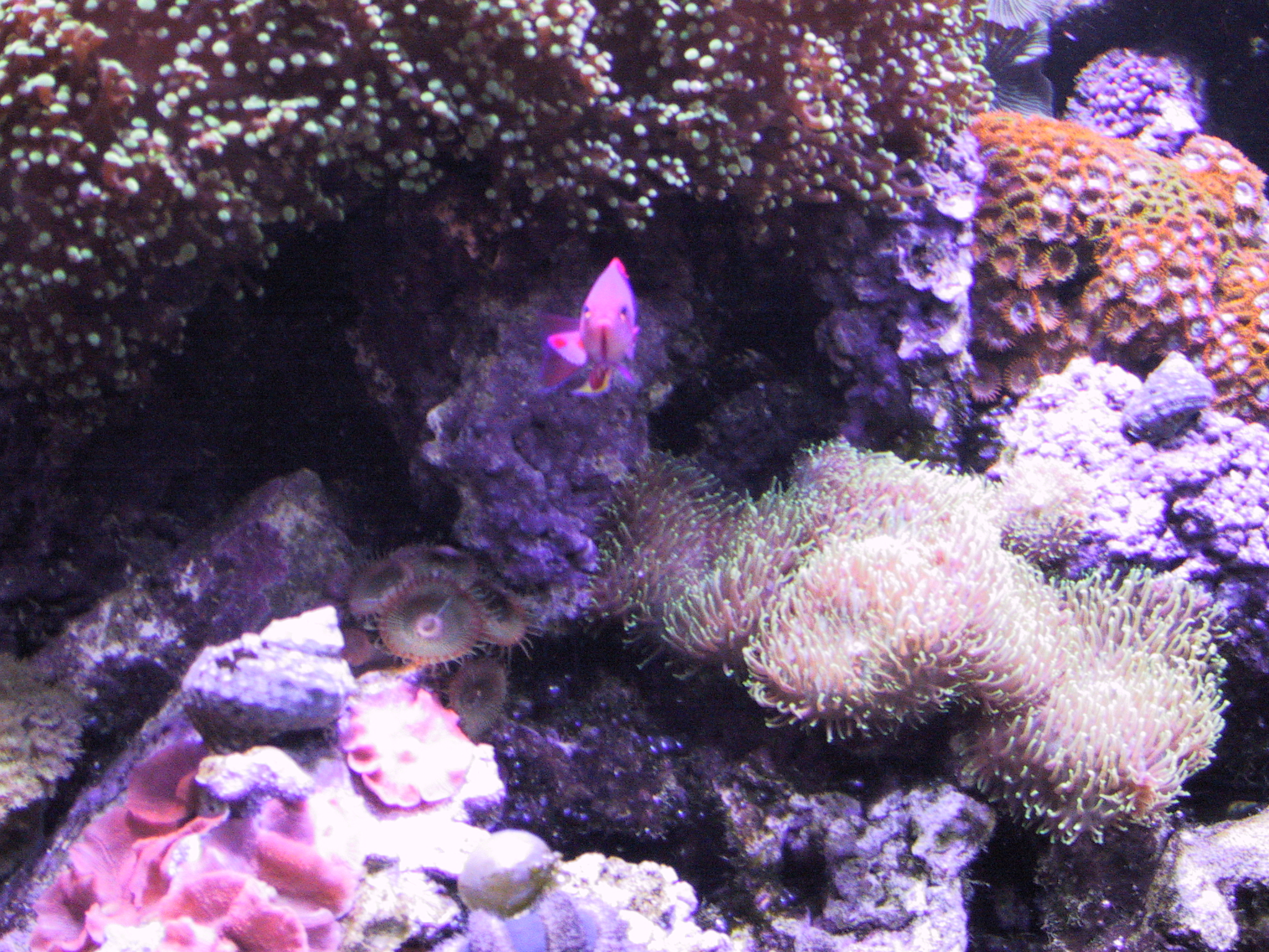 two fish swim among the many colorful corals