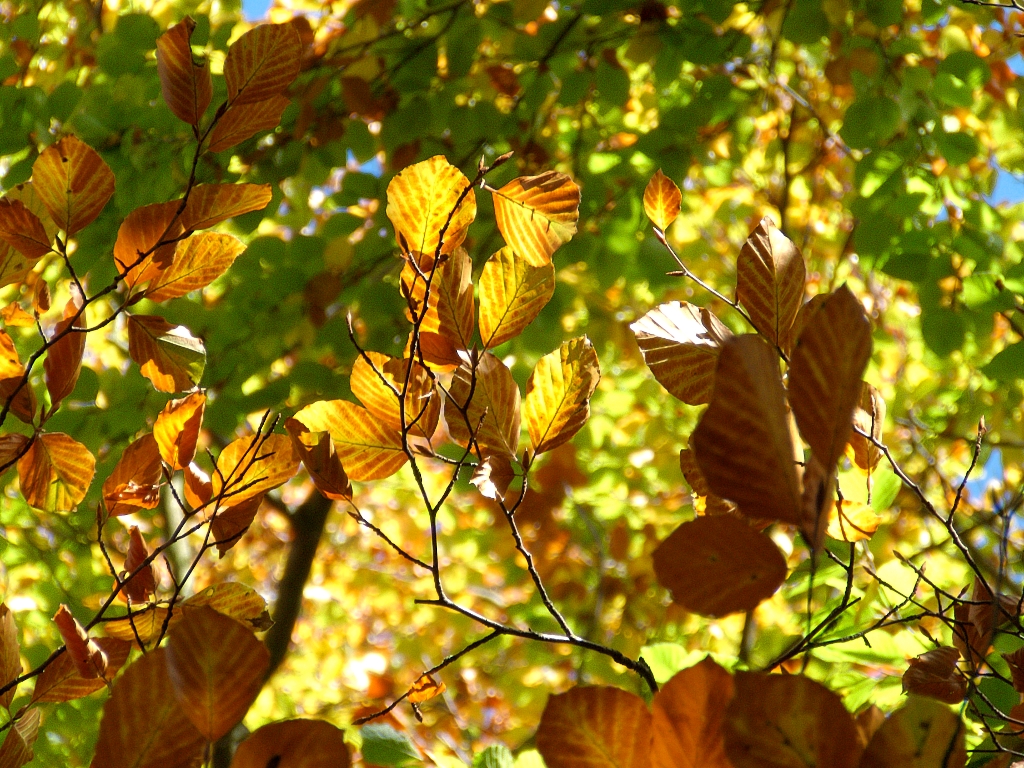 a leaf - laden tree leaves with autumn colors in the background