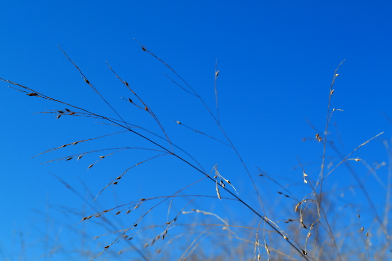 some very long grass with blue sky in the background