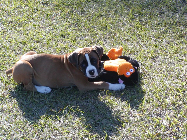 a puppy with a toy in the grass