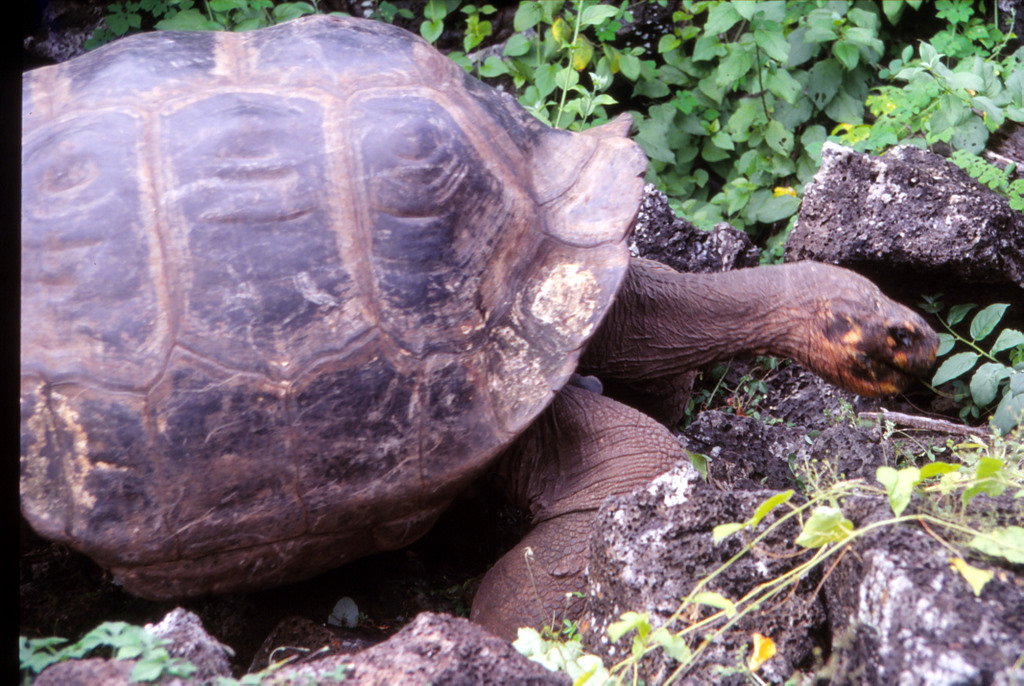 an adult and baby tortoise walking through the wild