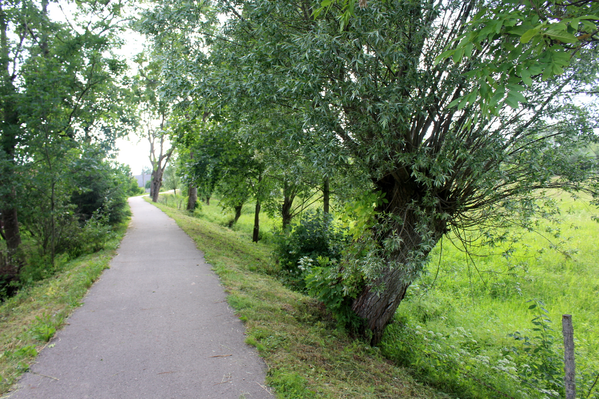 the bike path is located among a grove of trees