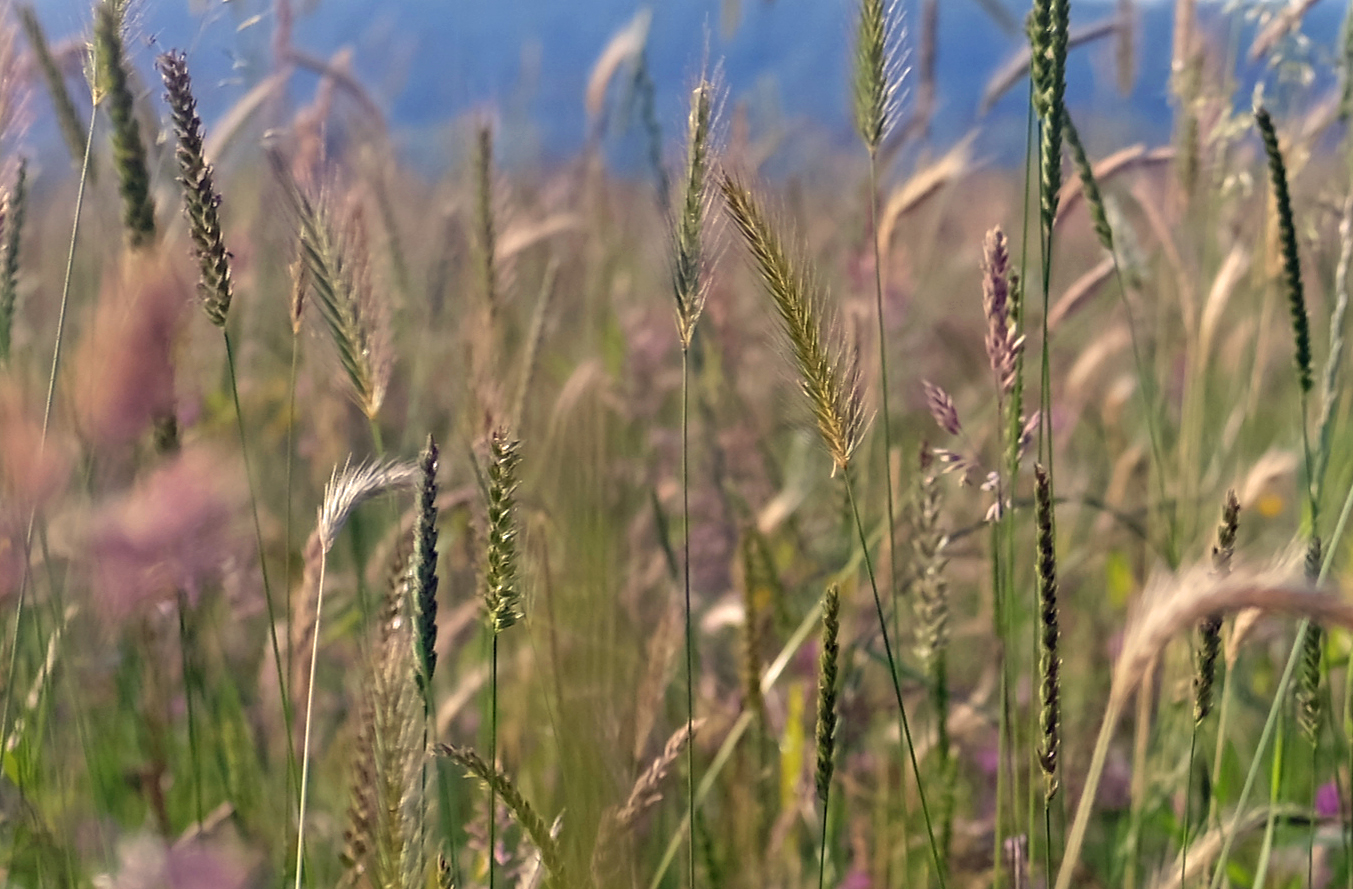 tall grass in a field full of flowers near mountains