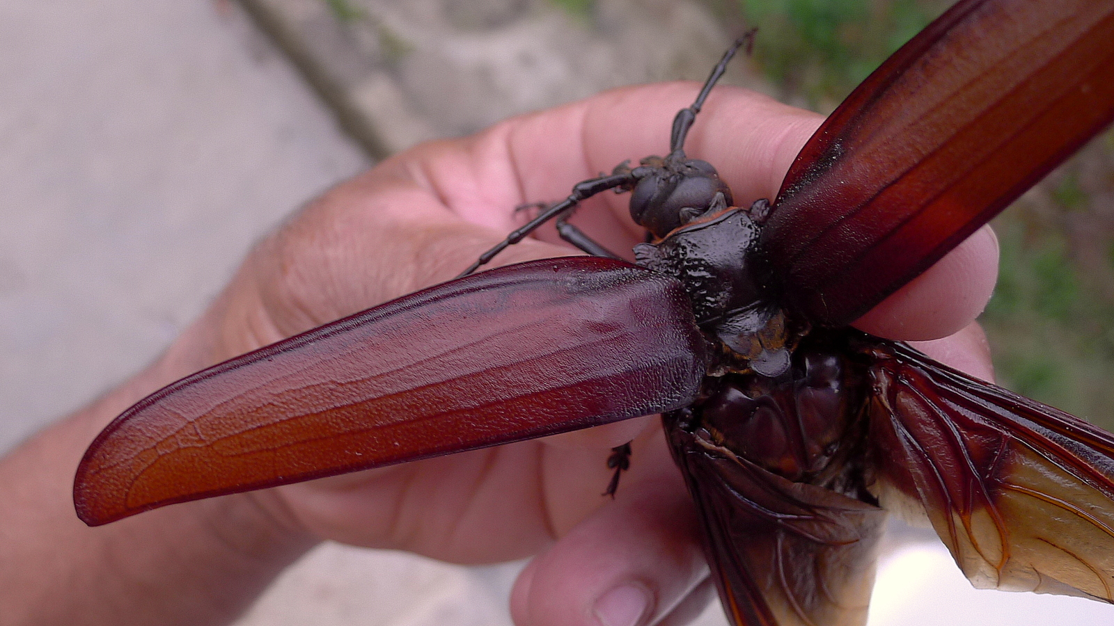 a large insect sitting on top of a person's hand
