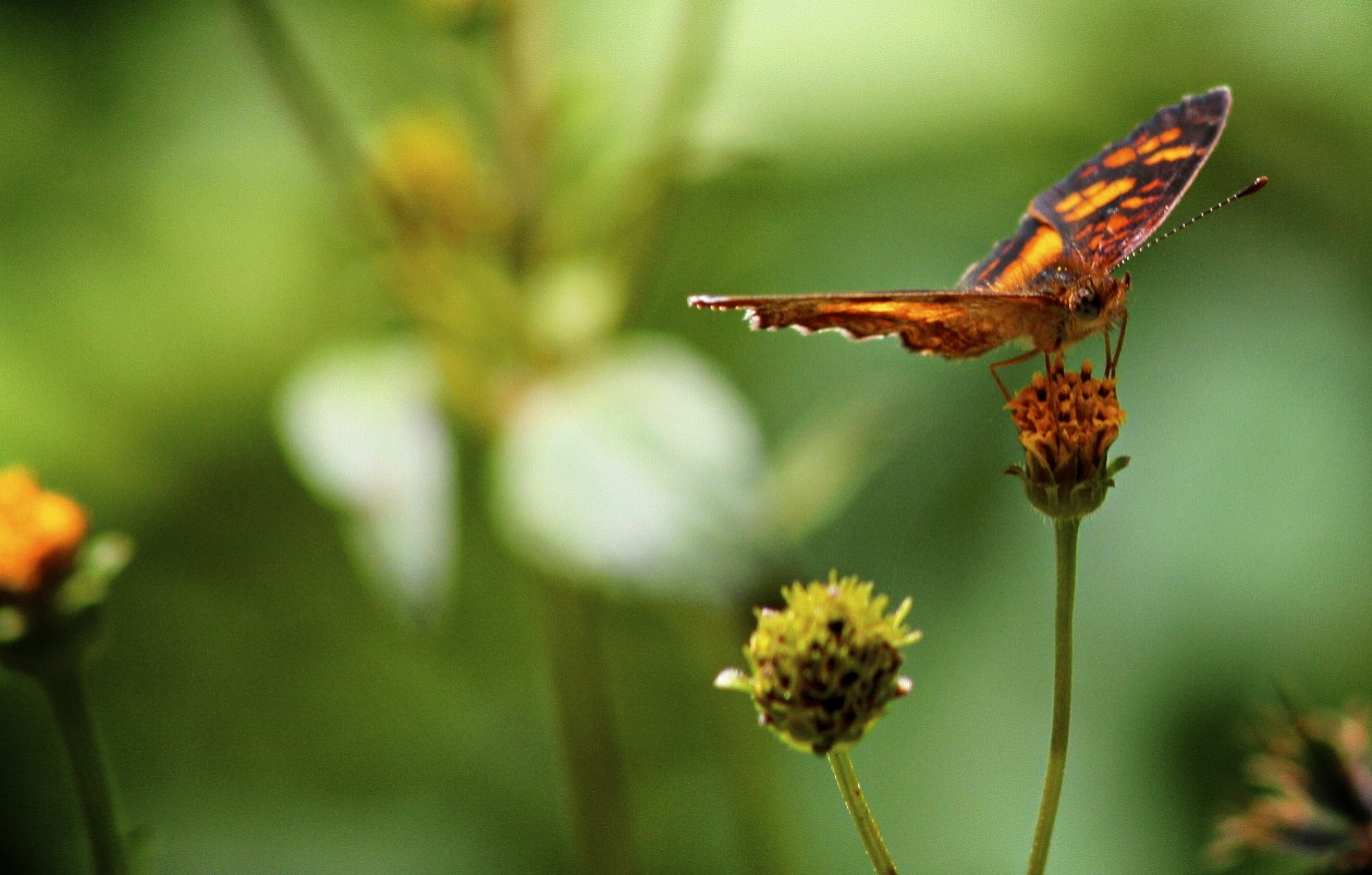 a erfly on the tip of a small flower