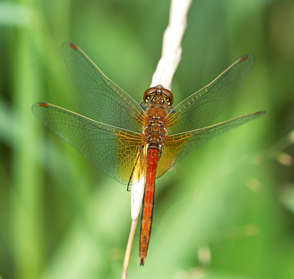 a red dragonfly with a brown and yellow stripe on its back legs