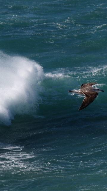there is a bird flying over a wave in the ocean
