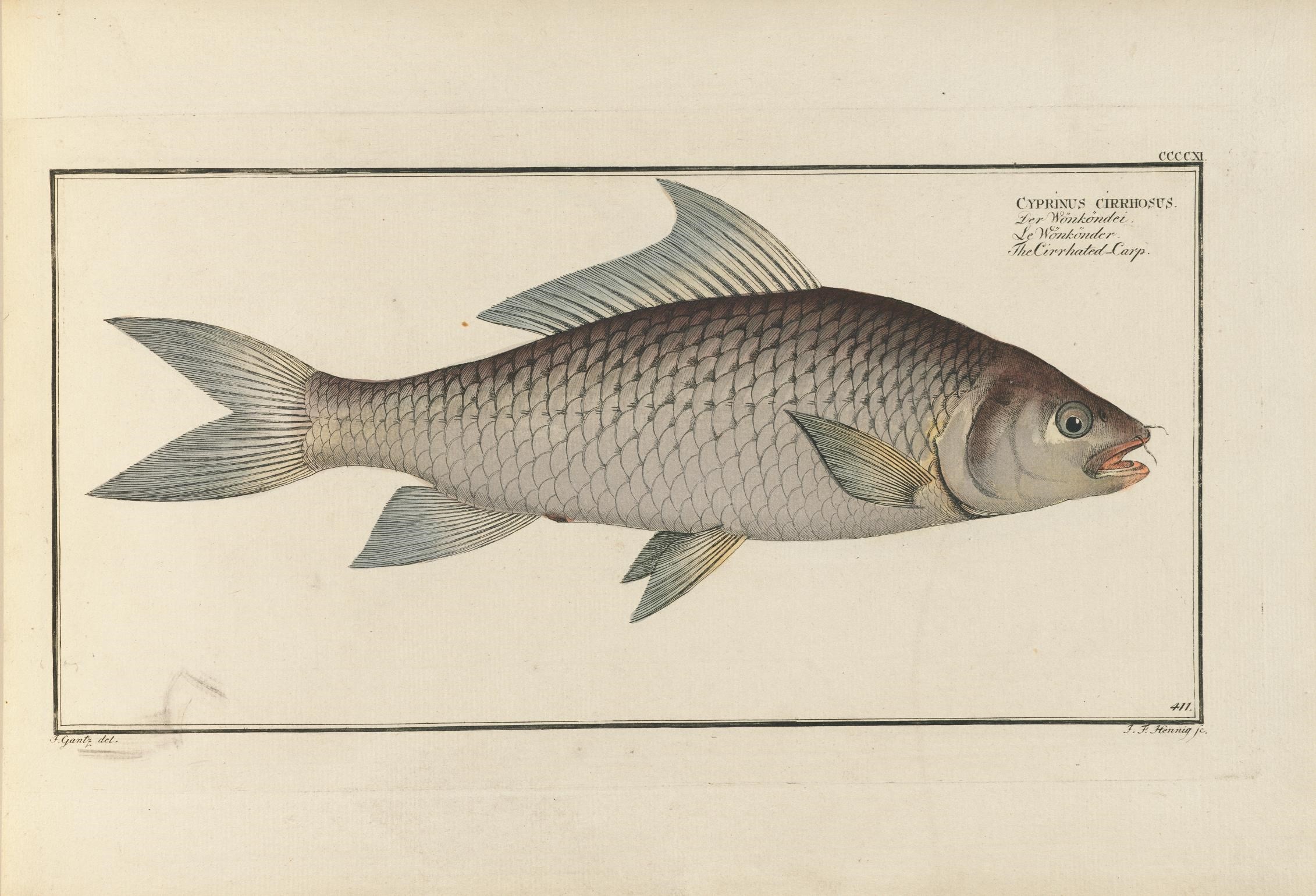this is a fish in an engraving style
