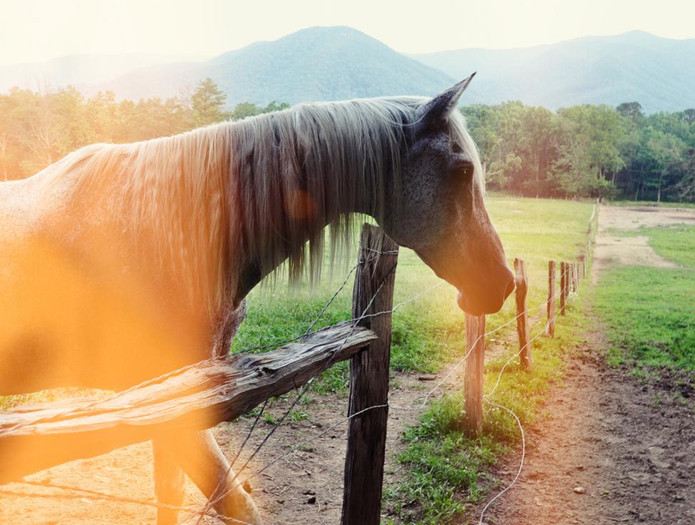 an image of horse at sunset or early evening