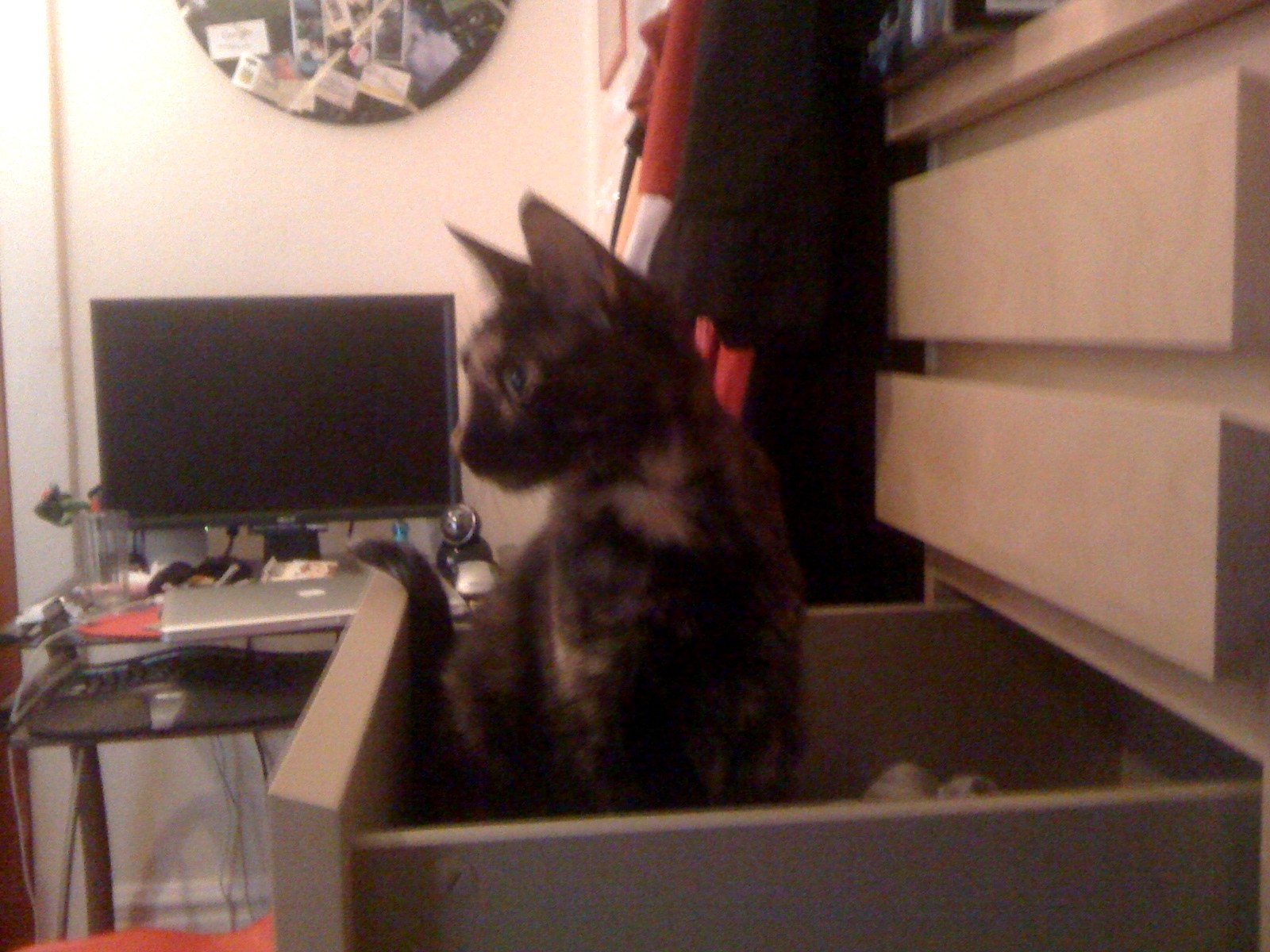 a cat sitting in a drawer on top of a desk
