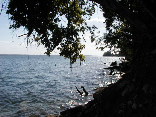a lake sits beneath a tree in the shade