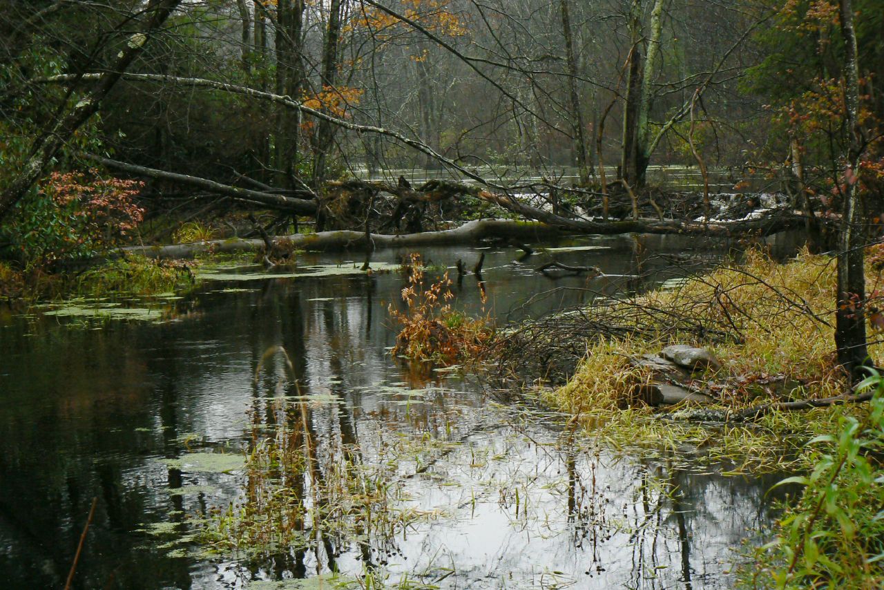 a stream with water, leaves and rocks next to it