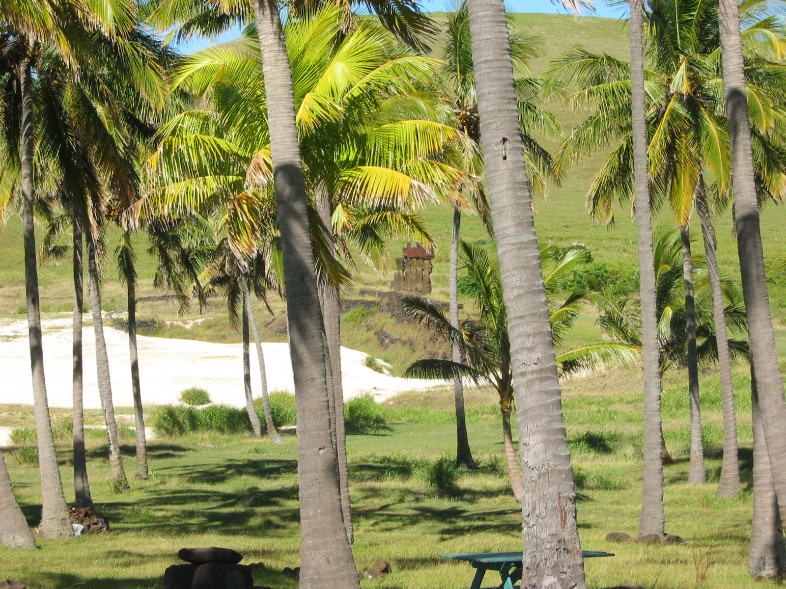 a cow is grazing under the palm trees