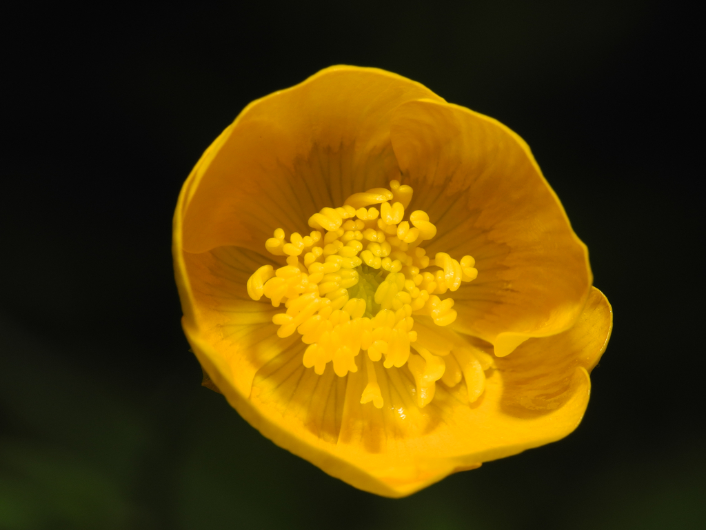 a yellow flower with some brown stems