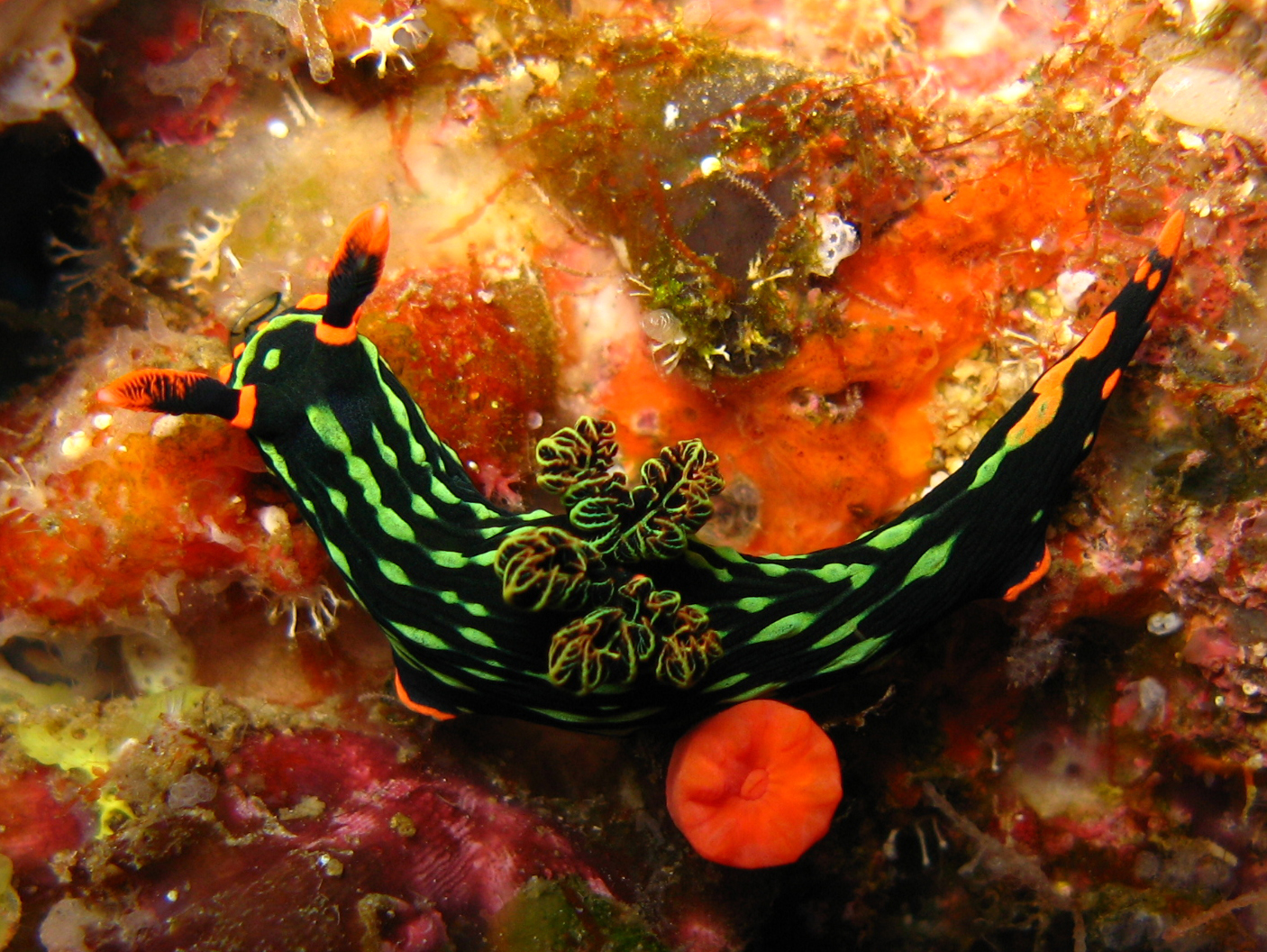a tropical sea slug crawling around an orange reef