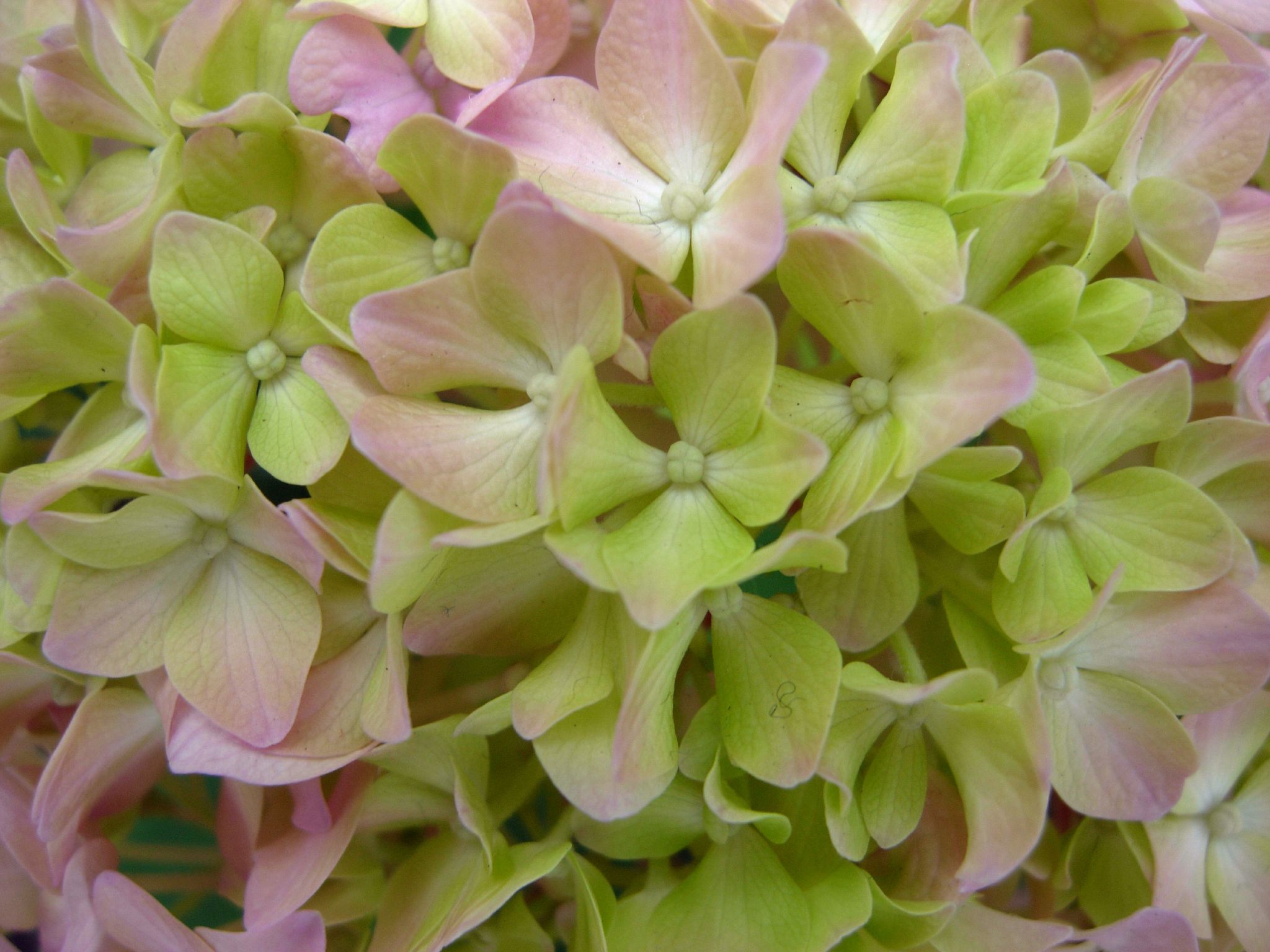 close up pograph of the flower petals of this plant